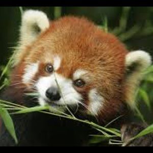 Meet your Posher, Finn